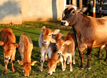 Group of Calves