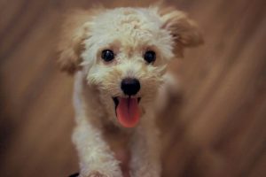 Puppy