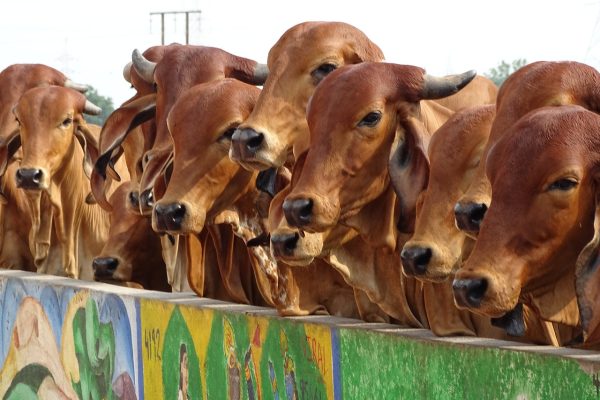 Dairy Farm Cows Dairy Farm Cows